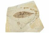 Fossil Leaf (Carpinus?) - France #254352-1